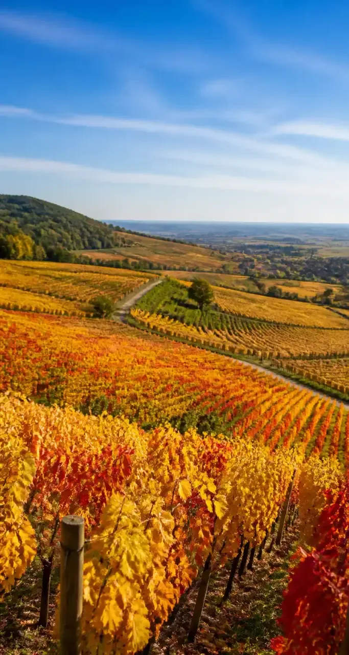 Vignobles de la route des Grands Crus de Bourgogne en automne