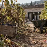 Vendanges : Laurent Ponsot parmi les derniers à récolter à Gevrey-Chambertin
